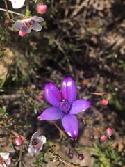 Elythranthera brunonis