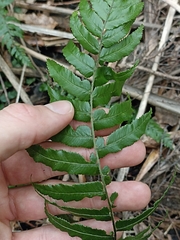 Blechnum filiforme