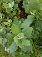 Senecio halimifolius