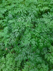 Anthriscus sylvestris