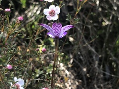 Elythranthera brunonis