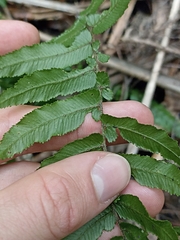 Blechnum filiforme