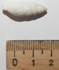 Brephulopsis cylindrica