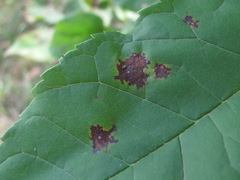 Dothideomycetes