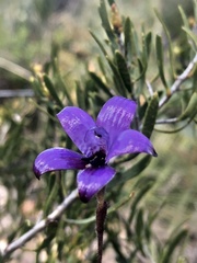 Elythranthera brunonis