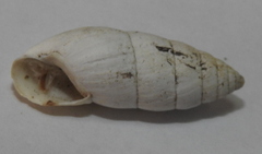 Brephulopsis cylindrica