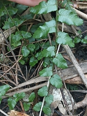 Blechnum filiforme