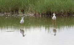 Himantopus leucocephalus