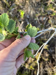 Pelargonium betulinum