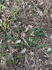 Blechnum filiforme