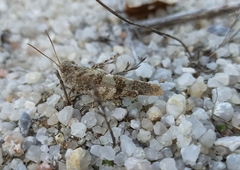 Oedipoda caerulescens