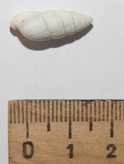 Brephulopsis cylindrica