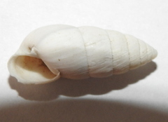 Brephulopsis cylindrica