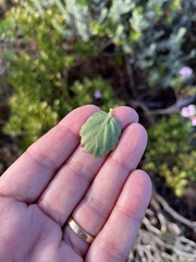 Pelargonium betulinum