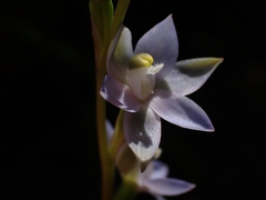 Thelymitra brevifolia