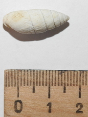 Brephulopsis cylindrica