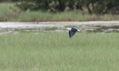 Himantopus leucocephalus
