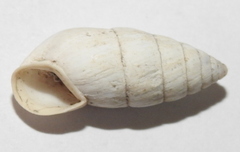 Brephulopsis cylindrica