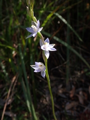 Thelymitra brevifolia