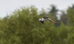 Himantopus leucocephalus