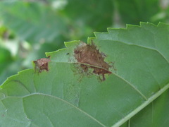 Dothideomycetes