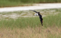Himantopus leucocephalus