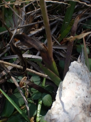 Thelymitra brevifolia