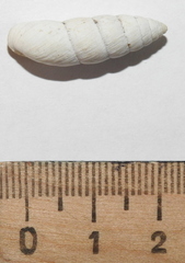Brephulopsis cylindrica