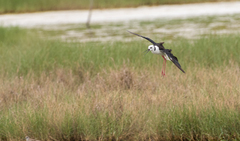 Himantopus leucocephalus
