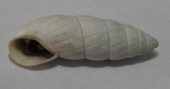 Brephulopsis cylindrica