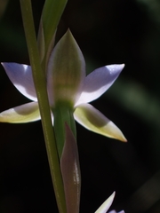 Thelymitra brevifolia