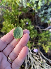 Pelargonium betulinum