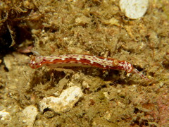 Hypselodoris maculosa