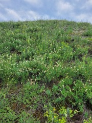 Astragalus albicaulis