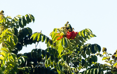 Saudareos johnstoniae