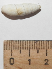 Brephulopsis cylindrica