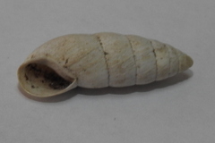 Brephulopsis cylindrica