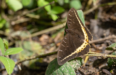 Lexias panopus