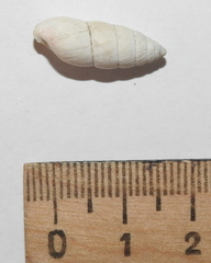 Brephulopsis cylindrica
