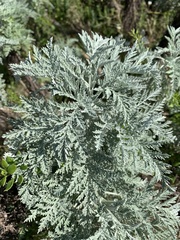 Artemisia afra