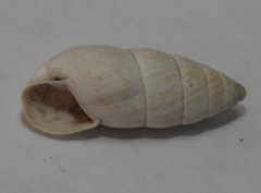 Brephulopsis cylindrica
