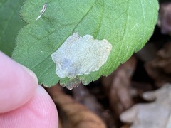 Metallus lanceolatus