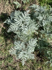 Artemisia afra