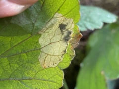 Metallus lanceolatus