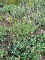 Centaurea orientalis