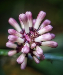 Chassalia curviflora