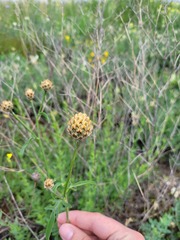 Centaurea orientalis