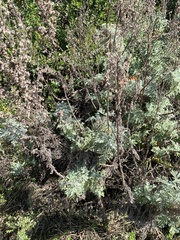 Artemisia afra