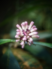 Chassalia curviflora