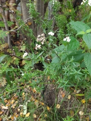 Achillea ptarmica
